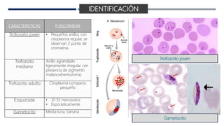 CARACTERISTICAS P
. FALCIPARUM
Trofozoito joven • Pequeños anillos con
citoplasma regular, se
observan 2 punto de
cromatina.
Trofozoito
mediano
Anillo agrandado
ligeramente irregular con
presencia de pigmento
malárico(hemozoína)
Trofozoito adulto Citoplasma compacto
pequeño
Ezquizoide • 12-32 merozoitos
• Esporádicamente
Gametocito Media luna, banana
IDENTIFICACIÓN
Trofozoito joven
Gametocito
 