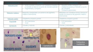 CARACTERISTICAS P
. OVALE P
. MALARIAE
Trofozoito joven • Anillos grandes compactos, con citoplasma irregular, y
a menudo se observa un punto de cromatina grande
• Fragmentado y compacto
• Pequeños anillos compacto, con
citoplasma grueso y a menudo un punto
de cromatina
• Compacto pigmentado
Trofozoito mediano Redondos compactados con presencia de pigmento
malárico (hemozoína)
Redondos con cromatina central y formas en
banda con presencia de pigmento malárico
(hemozoína)
Trofozoito adulto Citoplasma compacto grande Citoplasma compacto grande
Ezquizoide • 4-12 merozoitos
• Usual
• 6-12 merozoitos
• Usual
Gametocito Grandes y redondo Grandes y redondeado
Gametocito
Trofozoitos
mediamos
 