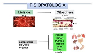 FISIOPATOLOGIA
Lisis de
los
eritrocitos
Citoadhere
ncia
compromiso
de Otros
órganos
Higado
Riñon
Pulmon
Medula
osea
Bazo
 