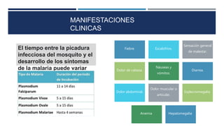 MANIFESTACIONES
CLINICAS
Fiebre. Escalofríos.
Sensación general
de malestar.
Dolor de cabeza.
Náuseas y
vómitos.
Diarrea.
Dolor abdominal.
Dolor muscular o
articular.
Esplecnomegalia
Anemia Hepatomegalia
El tiempo entre la picadura
infecciosa del mosquito y el
desarrollo de los síntomas
de la malaria puede variar
entre 12 y 30 días,
dependiendo del tipo de
Plasmodium.
 