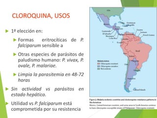 CLOROQUINA, USOS
 1ª elección en:
 Formas eritrocíticas de P.
falciparum sensible a
 Otras especies de parásitos de
paludismo humano: P. vivax, P.
ovale, P. malariae.
 Limpia la parasitemia en 48-72
horas
 Sin actividad vs parásitos en
estado hepático.
 Utilidad vs P. falciparum está
comprometida por su resistencia
 