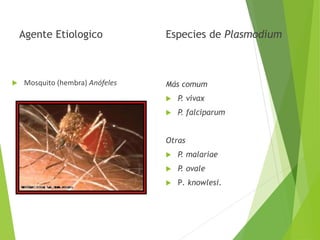 Agente Etiologico
 Mosquito (hembra) Anófeles
Especies de Plasmodium
Más comum
 P. vivax
 P. falciparum
Otras
 P. malariae
 P. ovale
 P. knowlesi.
 