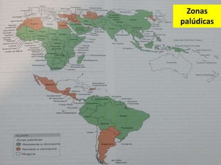 Areas of Malaria Transmission and
Antimalarial Drug Resistance.
Zonas
palúdicas
 