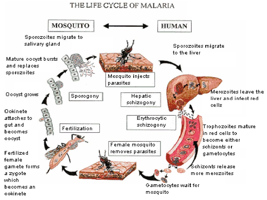 Malaria treatment guideline 2012