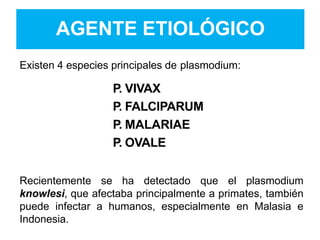 AGENTE ETIOLÓGICO
Existen 4 especies principales de plasmodium:
P. VIVAX
P. FALCIPARUM
P. MALARIAE
P. OVALE
Recientemente se ha detectado que el plasmodium
knowlesi, que afectaba principalmente a primates, también
puede infectar a humanos, especialmente en Malasia e
Indonesia.
 