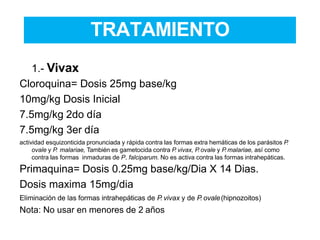 TRATAMIENTO
1.- Vivax
Cloroquina= Dosis 25mg base/kg
10mg/kg Dosis Inicial
7.5mg/kg 2do día
7.5mg/kg 3er día
actividad esquizonticida pronunciada y rápida contra las formas extra hemáticas de los parásitos P.
ovale y P. malariae, También es gametocida contra P.vivax, P.ovale y P.malariae, así como
contra las formas inmaduras de P. falciparum. No es activa contra las formas intrahepáticas.
Primaquina= Dosis 0.25mg base/kg/Dia X 14 Dias.
Dosis maxima 15mg/dia
Eliminación de las formas intrahepáticas de P. vivax y de P. ovale(hipnozoitos)
Nota: No usar en menores de 2 años
 