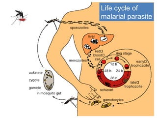 Life cycle of  malarial parasite 