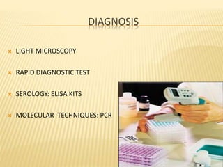 DIAGNOSIS
 LIGHT MICROSCOPY
 RAPID DIAGNOSTIC TEST
 SEROLOGY: ELISA KITS
 MOLECULAR TECHNIQUES: PCR
 