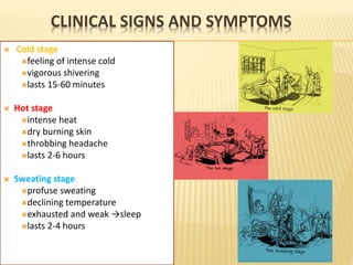 CLINICAL SIGNS AND SYMPTOMS
C
 Cold stage
feeling of intense cold
vigorous shivering
lasts 15-60 minutes
 Hot stage
intense heat
dry burning skin
throbbing headache
lasts 2-6 hours
 Sweating stage
profuse sweating
declining temperature
exhausted and weak →sleep
lasts 2-4 hours
 