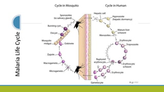 MalariaLifeCycle
 