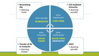 • ADCC
• Boosting
possible
• Transfer of Ab
to mosquito
• Boosting
limited
• Cell mediated
immunity
• Boosting
possible
• Neutralizing
Abs
• Boosting
limitd
Intra-vascular
SPOROZOITES
Intra-
hepatocytic
LIVER STAGE
Intra-
erythrocytic
BLOOD STAGE
MEROZOITES
Intra-
mosquito
SEXUAL
STAGES
 