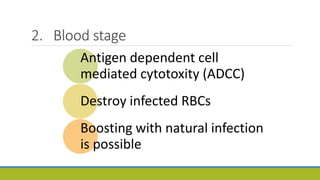 2. Blood stage
Antigen dependent cell
mediated cytotoxity (ADCC)
Destroy infected RBCs
Boosting with natural infection
is possible
 
