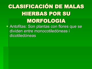 CLASIFICACIÓN DE MALAS HIERBAS POR SU MORFOLOGIA Antofitas: Son plantas con flores que se dividen entre monocotiledóneas i dicotiledóneas  