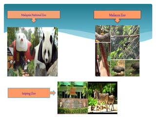 MalaysiaNationalZoo MalaccaZoo
taiping Zoo
 