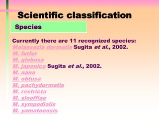 Scientific classification
Currently there are 11 recognized species:
Malassezia dermatis Sugita et al., 2002.
M. furfur
M. globosa
M. japonica Sugita et al., 2002.
M. nana
M. obtusa
M. pachydermatis
M. restricta
M. slooffiae
M. sympodialis
M. yamatoensis
Species
 