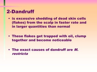 2-Dandruff
• is excessive shedding of dead skin cells
(flakes) from the scalp in faster rate and
in larger quantities than normal
• These flakes get trapped with oil, clump
together and become noticeable
• The exact causes of dandruff are M.
restricta
 