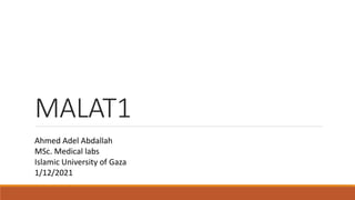 MALAT1
Ahmed Adel Abdallah
MSc. Medical labs
Islamic University of Gaza
1/12/2021
 