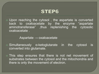  Upon reaching the cytosol , the aspartate is converted
back to oxaloacetate by the enzyme “aspartate
aminotransferase” ,thus replenishing the cytosolic
oxaloacetate .
Aspartate → oxaloacetate
 Simultaneously α-ketoglutarate in the cytosol is
converted into glutamate.
 This step ensures that there is not net movement of
substrates between the cytosol and the mitochondria and
there is only the movement of electron.
 