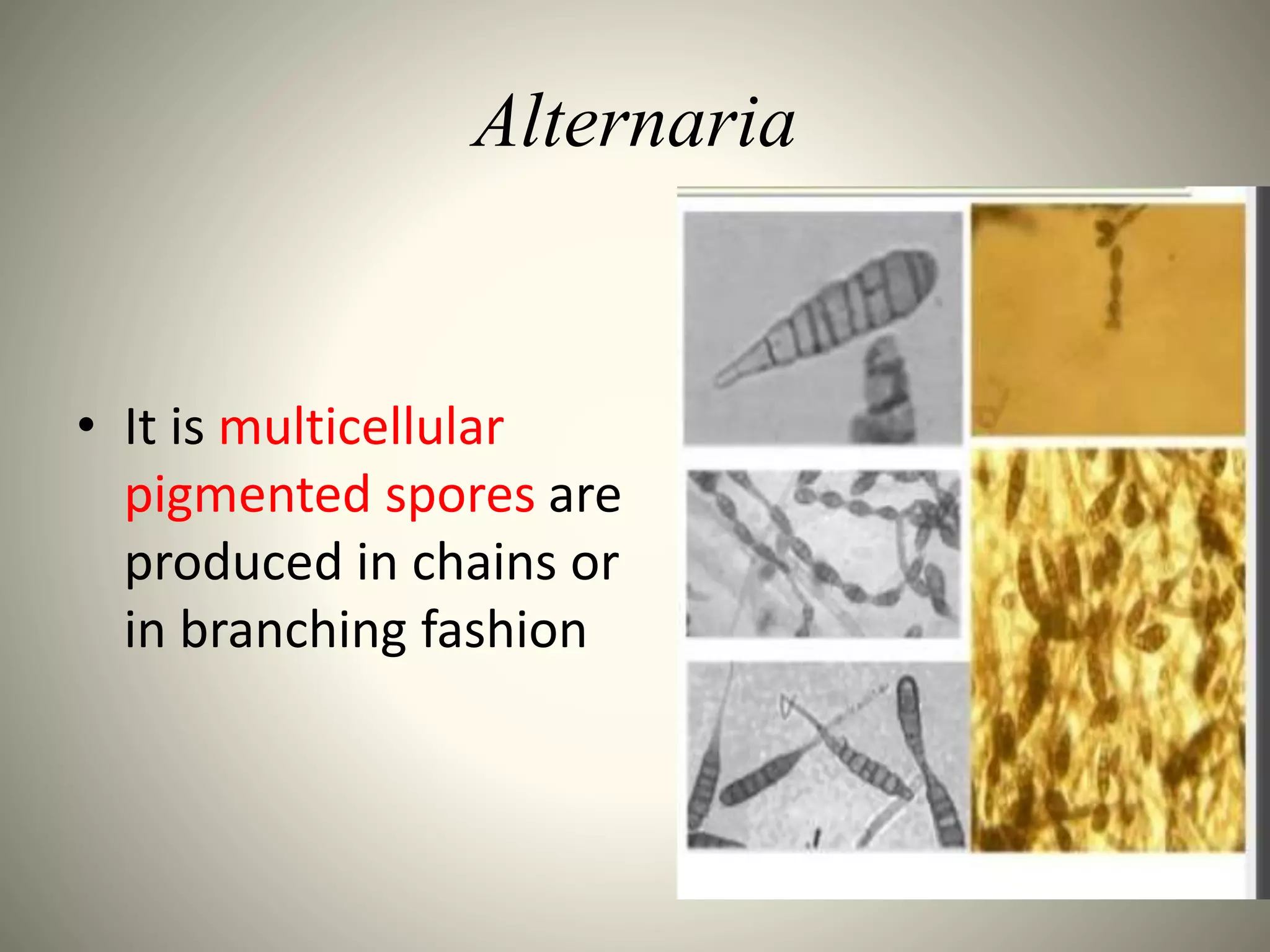 SYMPTOMS AND LIFE CYCLE OF Alternaria solani | PPTX