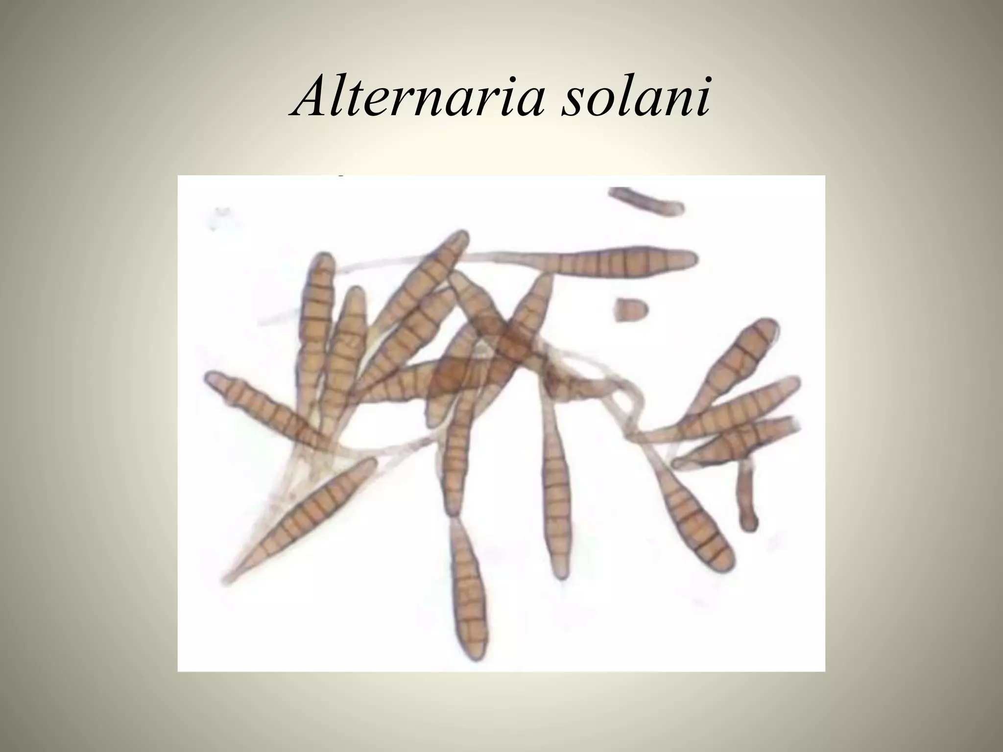 SYMPTOMS AND LIFE CYCLE OF Alternaria solani | PPTX