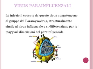 VIRUS PARAINFLUENZALI
Le infezioni causate da questo virus appartengono
al gruppo dei Paramyxovirus, strutturalmente
simile al virus influenzale e si differenziano per le
maggiori dimensioni del parainfluenzale.
 