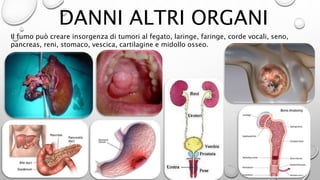DANNI ALTRI ORGANI
Il fumo può creare insorgenza di tumori al fegato, laringe, faringe, corde vocali, seno,
pancreas, reni, stomaco, vescica, cartilagine e midollo osseo.
 