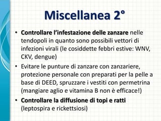 Miscellanea 2°
• Controllare l’infestazione delle zanzare nelle
tendopoli in quanto sono possibili vettori di
infezioni virali (le cosiddette febbri estive: WNV,
CKV, dengue)
• Evitare le punture di zanzare con zanzariere,
protezione personale con preparati per la pelle a
base di DEED, spruzzare i vestiti con permetrina
(mangiare aglio e vitamina B non è efficace!)
• Controllare la diffusione di topi e ratti
(leptospira e rickettsiosi)
 