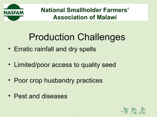 National Smallholder Farmers’
Association of Malawi
Production Challenges
• Erratic rainfall and dry spells
• Limited/poor access to quality seed
• Poor crop husbandry practices
• Pest and diseases
 