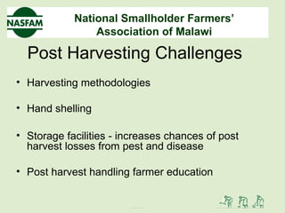 National Smallholder Farmers’
Association of Malawi
Post Harvesting Challenges
• Harvesting methodologies
• Hand shelling
• Storage facilities - increases chances of post
harvest losses from pest and disease
• Post harvest handling farmer education
 