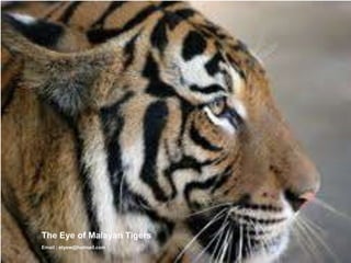 The Eye of Malayan Tigers            Email : etyew@hotmail.com 