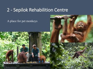 2 - Sepilok Rehabilition Centre
A place for pet monkeys
 