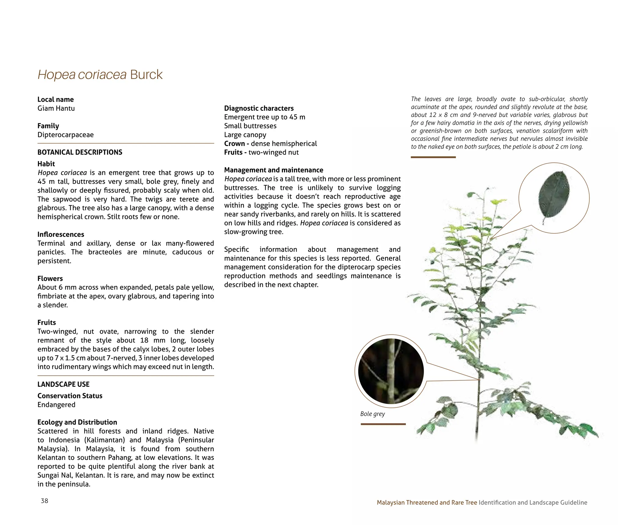 Tree Guide Line Malaysian Threatened and Rare Tree_ Identification and Landscape ...