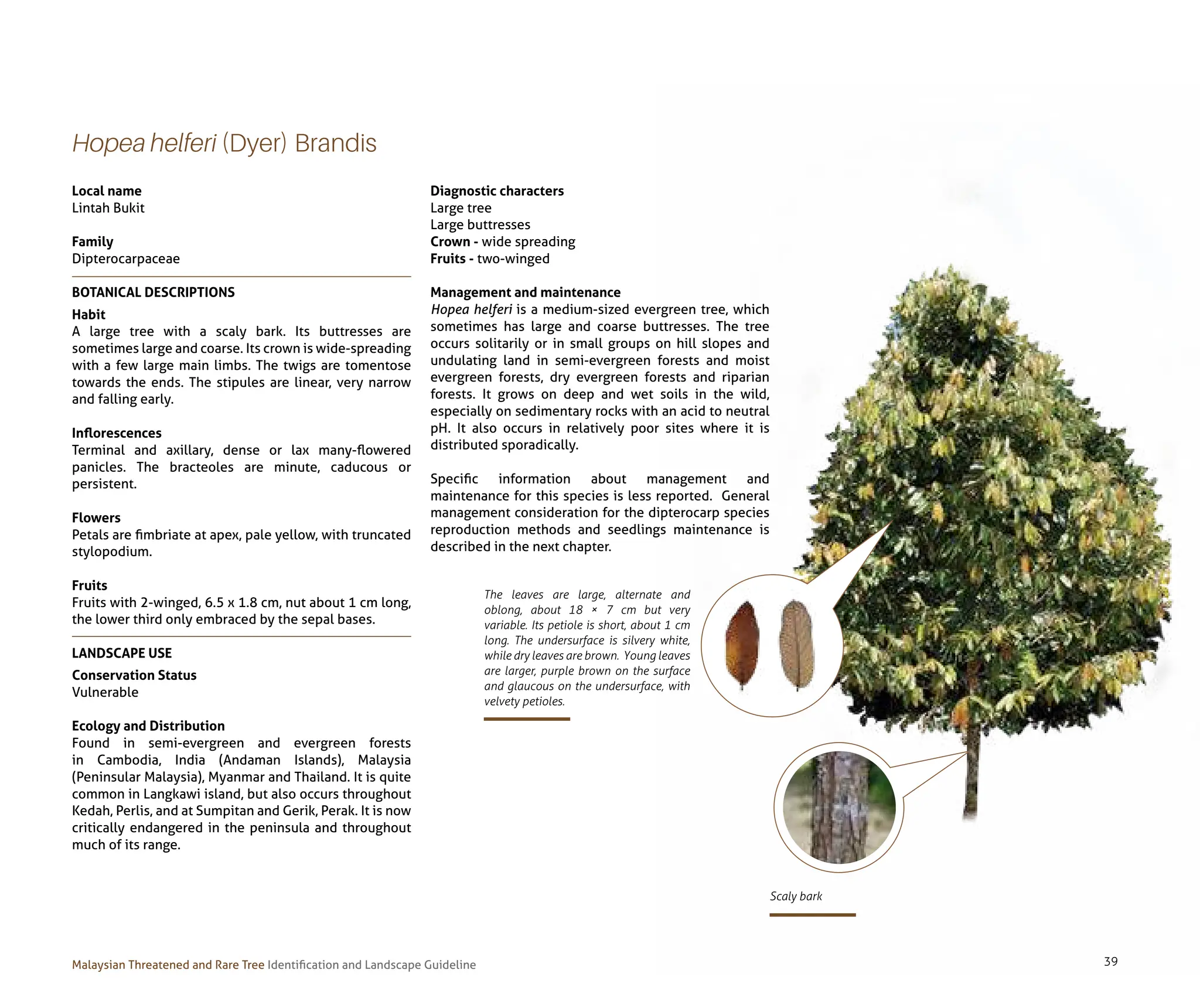 Tree Guide Line Malaysian Threatened and Rare Tree_ Identification and Landscape ...