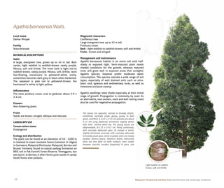 Malaysian Threatened and Rare Tree_ Identification and Landscape ...