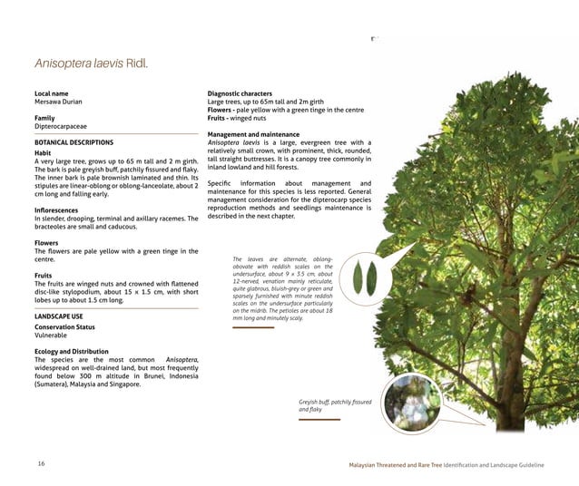 Tree Guide Line Malaysian Threatened and Rare Tree_ Identification and Landscape ...