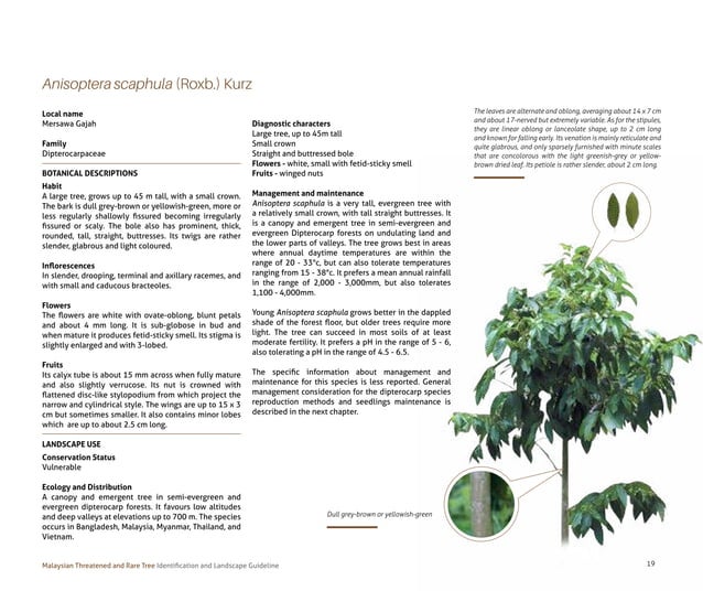 Tree Guide Line Malaysian Threatened and Rare Tree_ Identification and Landscape ...