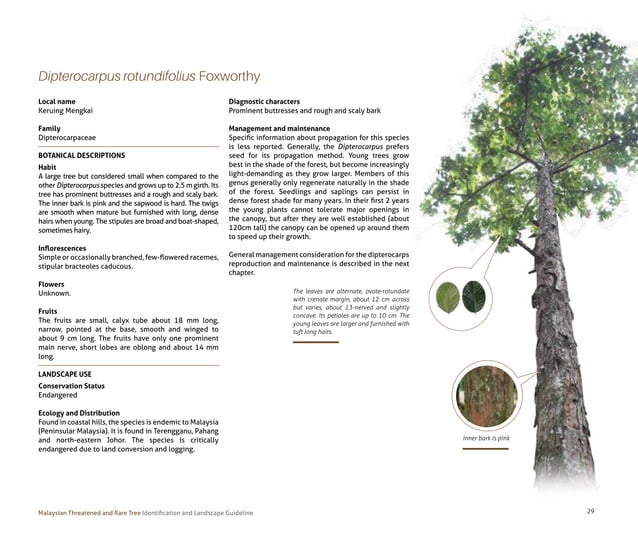 Tree Guide Line Malaysian Threatened and Rare Tree_ Identification and Landscape ...