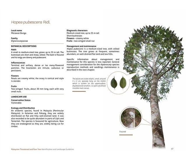 Tree Guide Line Malaysian Threatened and Rare Tree_ Identification and Landscape ...