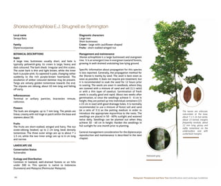 Batu Tree Malaysian Threatened and Rare Tree_ Identification and Landscape ...