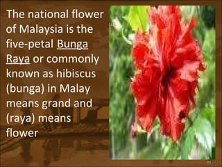 The national flower of Malaysia is the five-petal   Bunga Raya  or commonly known as hibiscus (bunga) in Malay means grand and (raya) means flower 