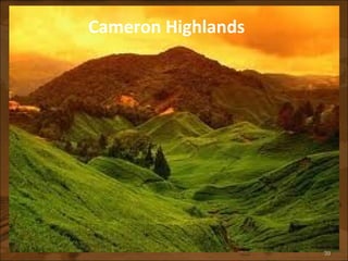 Cameron Highlands 
