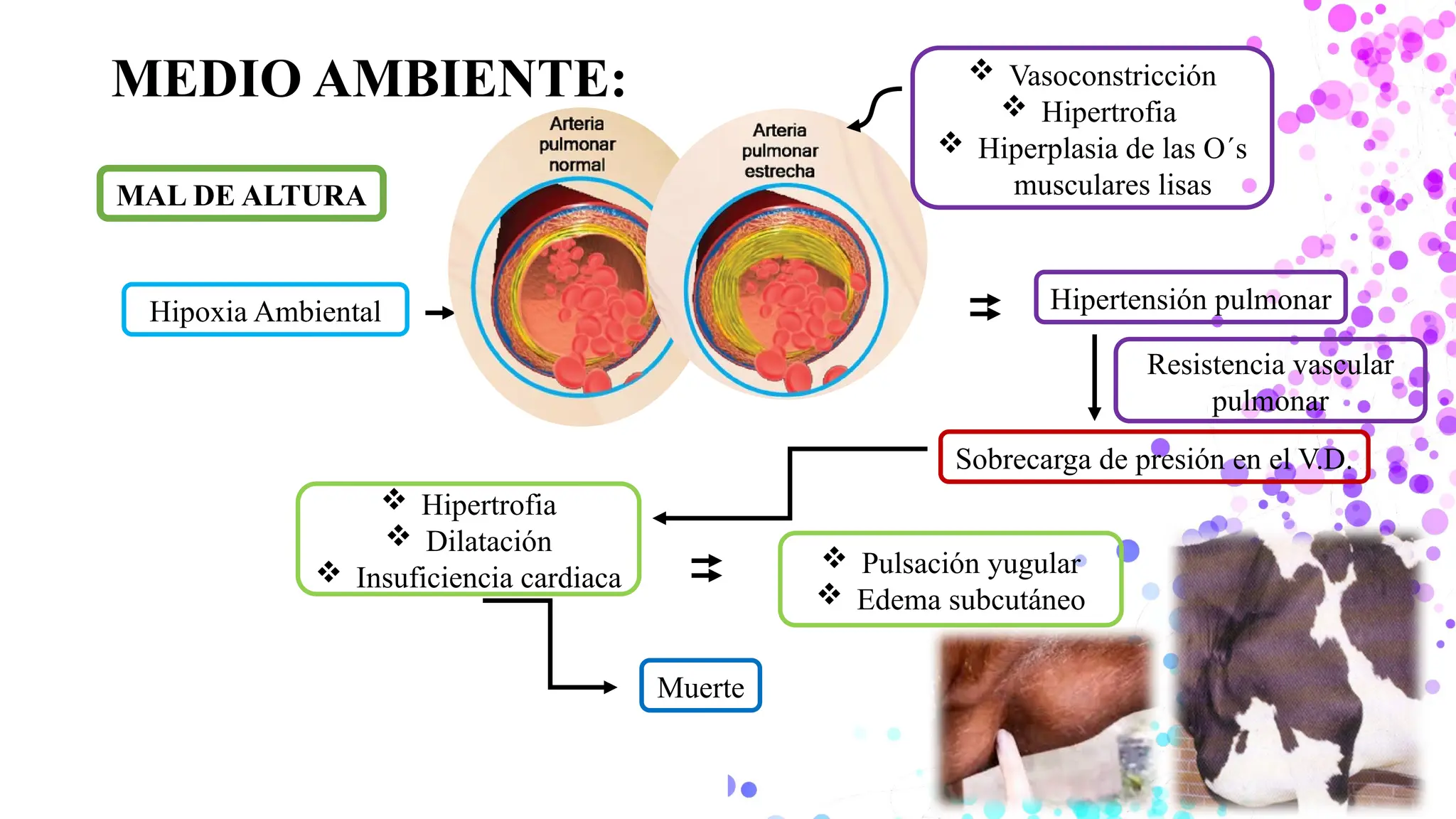 EVALUACION DEL MAL DE ALTURA EN BOVINOS CRIOLLOS | PPT