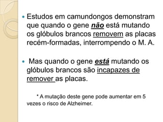 

Estudos em camundongos demonstram
que quando o gene não está mutando
os glóbulos brancos removem as placas
recém-formadas, interrompendo o M. A.



Mas quando o gene está mutando os
glóbulos brancos são incapazes de
remover as placas.
* A mutação deste gene pode aumentar em 5
vezes o risco de Alzheimer.

 