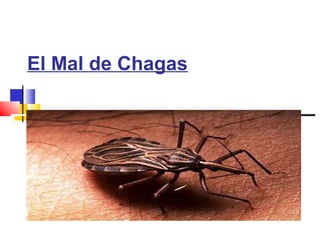 El Mal de Chagas 
 