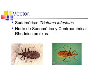 Vector. 
 Sudamérica: Triatoma infestans 
 Norte de Sudamérica y Centroamérica: 
Rhodnius prolixus 
 