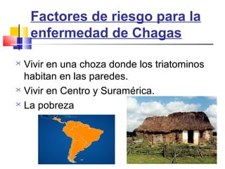 Factores de riesgo para la 
enfermedad de Chagas 
 Vivir en una choza donde los triatominos 
habitan en las paredes. 
 Vivir en Centro y Suramérica. 
 La pobreza 
 