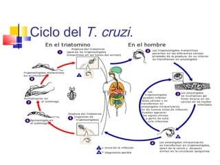 Ciclo del T. cruzi. 
 