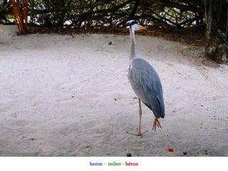 heron - reiher - héron
 