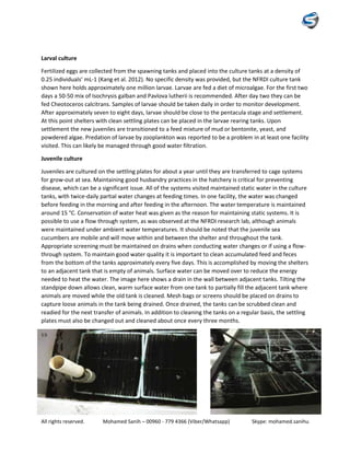 All rights reserved. Mohamed Sanih – 00960 - 779 4366 (Viber/Whatsapp) Skype: mohamed.sanihu
Larval culture
Fertilized eggs are collected from the spawning tanks and placed into the culture tanks at a density of
0.25 individuals’ mL-1 (Kang et al. 2012). No specific density was provided, but the NFRDI culture tank
shown here holds approximately one million larvae. Larvae are fed a diet of microalgae. For the first two
days a 50-50 mix of Isochrysis galban and Pavlova lutherii is recommended. After day two they can be
fed Cheotoceros calcitrans. Samples of larvae should be taken daily in order to monitor development.
After approximately seven to eight days, larvae should be close to the pentacula stage and settlement.
At this point shelters with clean settling plates can be placed in the larvae rearing tanks. Upon
settlement the new juveniles are transitioned to a feed mixture of mud or bentonite, yeast, and
powdered algae. Predation of larvae by zooplankton was reported to be a problem in at least one facility
visited. This can likely be managed through good water filtration.
Juvenile culture
Juveniles are cultured on the settling plates for about a year until they are transferred to cage systems
for grow-out at sea. Maintaining good husbandry practices in the hatchery is critical for preventing
disease, which can be a significant issue. All of the systems visited maintained static water in the culture
tanks, with twice-daily partial water changes at feeding times. In one facility, the water was changed
before feeding in the morning and after feeding in the afternoon. The water temperature is maintained
around 15 °C. Conservation of water heat was given as the reason for maintaining static systems. It is
possible to use a flow through system, as was observed at the NFRDI research lab, although animals
were maintained under ambient water temperatures. It should be noted that the juvenile sea
cucumbers are mobile and will move within and between the shelter and throughout the tank.
Appropriate screening must be maintained on drains when conducting water changes or if using a flow-
through system. To maintain good water quality it is important to clean accumulated feed and feces
from the bottom of the tanks approximately every five days. This is accomplished by moving the shelters
to an adjacent tank that is empty of animals. Surface water can be moved over to reduce the energy
needed to heat the water. The image here shows a drain in the wall between adjacent tanks. Tilting the
standpipe down allows clean, warm surface water from one tank to partially fill the adjacent tank where
animals are moved while the old tank is cleaned. Mesh bags or screens should be placed on drains to
capture loose animals in the tank being drained. Once drained, the tanks can be scrubbed clean and
readied for the next transfer of animals. In addition to cleaning the tanks on a regular basis, the settling
plates must also be changed out and cleaned about once every three months.
 