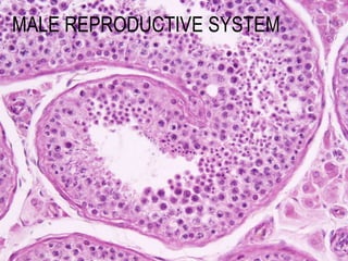 MALE REPRODUCTIVE SYSTEM 